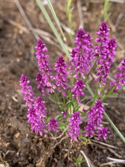 Polygala africana