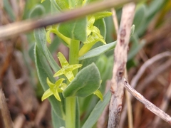 Thymelaea sanamunda
