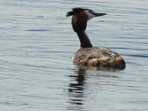 iNaturalist image