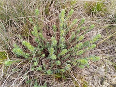 Thymelaea sanamunda