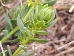 Thymelaea sanamunda