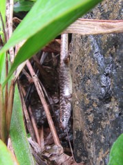 Concinnia brachysoma