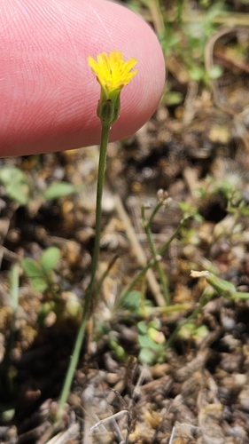 iNaturalist observation photo of Smooth Cat's Ear