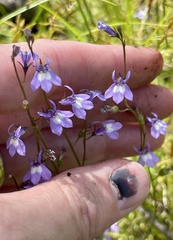 Lobelia feayana