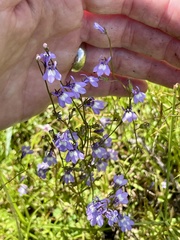 Lobelia feayana, photograph (c) James Hardee, some rights reserved (CC BY)