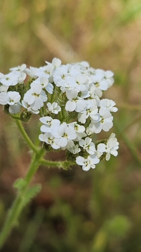 iNaturalist observation photo of common yarrow