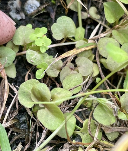 Lobelia feayana, photograph 3