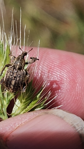 iNaturalist observation photo of Clover Leaf Weevil
