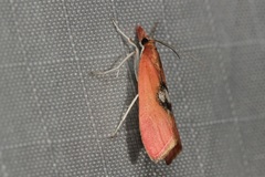 Canuza euspilella