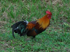 Gallus gallus spadiceus
