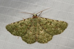 Aeolochroma viridicata