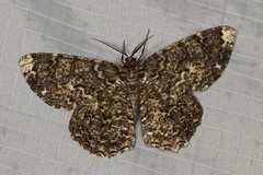 Amblychia subrubida