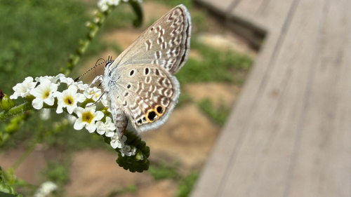 Ceraunus Blue