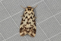 Goniosema anguliscripta