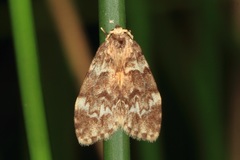 Scaphidriotis xylogramma