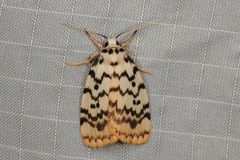 Hectobrocha pentacyma