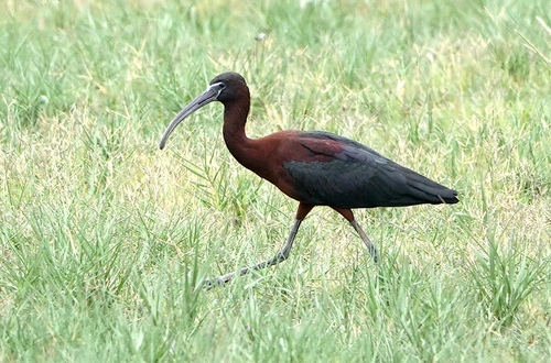 iNaturalist image