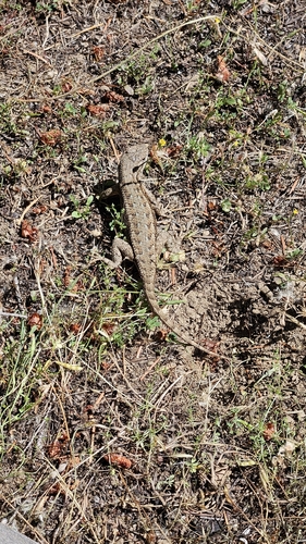 iNaturalist observation photo of Western Fence Lizard