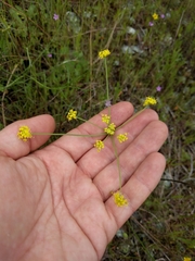 Lomatium marginatum marginatum