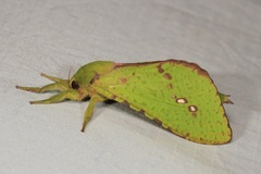Aenetus eximia