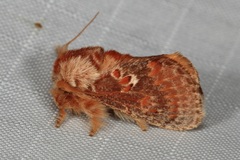 Pseudanapaea denotata