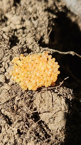 iNaturalist observation photo of Insects