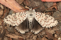 Lymantria nephrographa