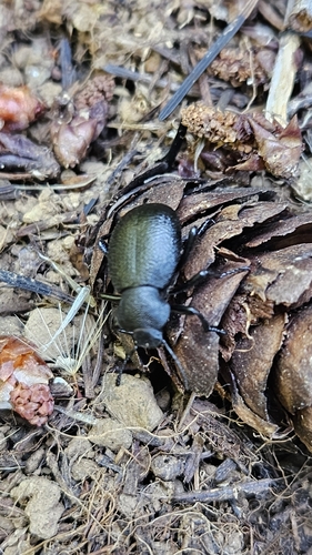 iNaturalist observation photo of Eleodes cordata