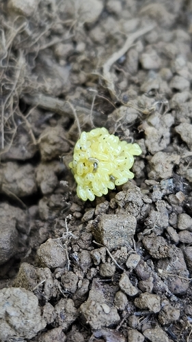iNaturalist observation photo of Insects