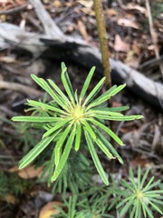 Pultenaea petiolaris