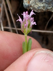Plectritis ciliosa