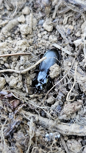 iNaturalist observation photo of Pterostichina