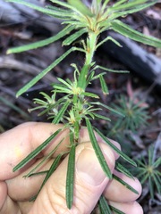 Pultenaea petiolaris