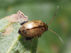 Longitarsus melanocephalus