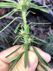 Pultenaea petiolaris