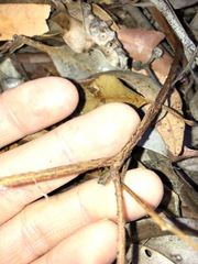 Pultenaea petiolaris
