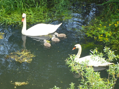 iNaturalist image