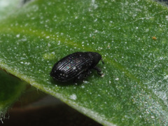 Rhamphus pulicarius