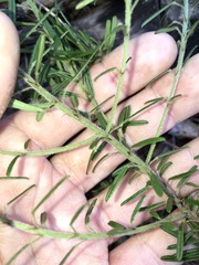 Pultenaea petiolaris
