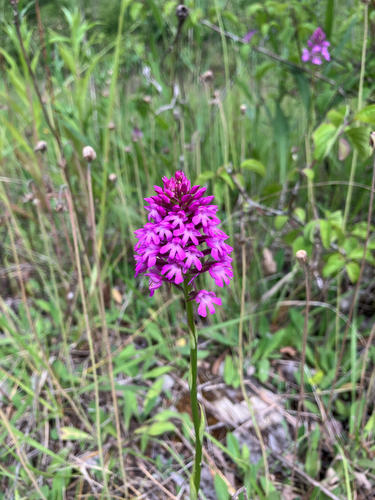 pyramidal orchid