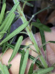 Pultenaea petiolaris