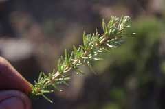 Eriocephalus scariosus