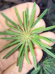 Pultenaea petiolaris