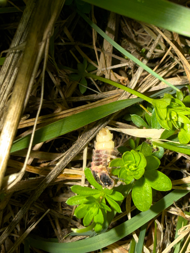 European Glow-worm