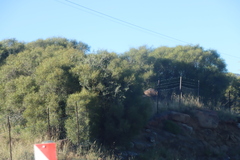 Searsia erosa