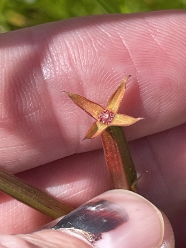Ludwigia erecta, photograph 1
