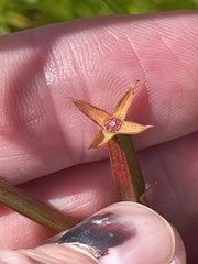 Ludwigia erecta, photograph (c) James Hardee, some rights reserved (CC BY)