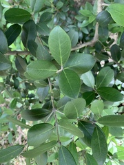 Olea capensis enervis