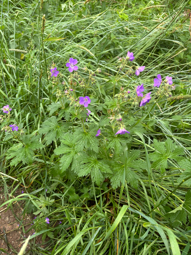 wood crane's-bill