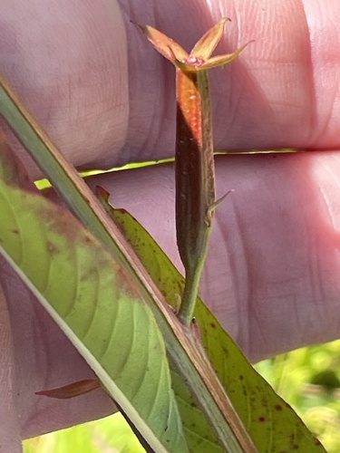 Ludwigia erecta, photograph 2